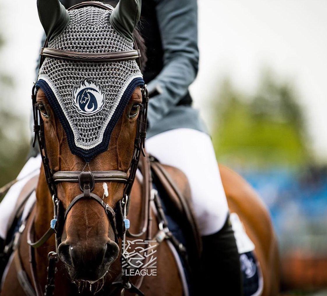 Close-up of a bay horse wearing a gray ear bonnet